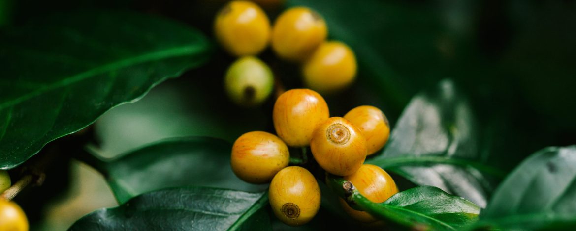 yellow catimor Coffee beans ripening on tree in North of thailan yellow catimor Coffee beans ripening on tree in North of thailan