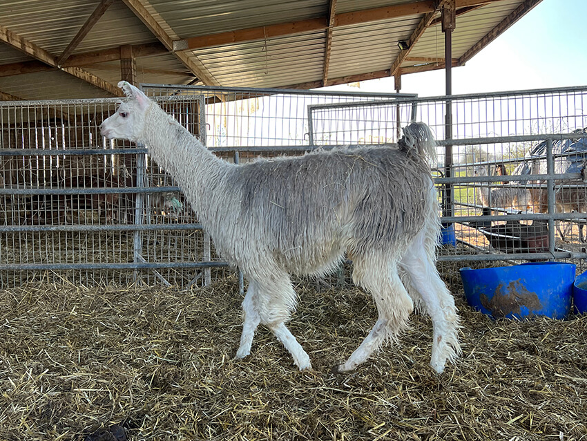 lama12