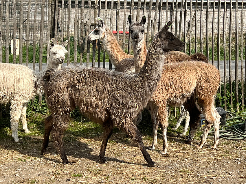 lama13