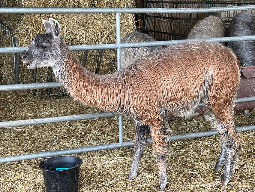 lama14
