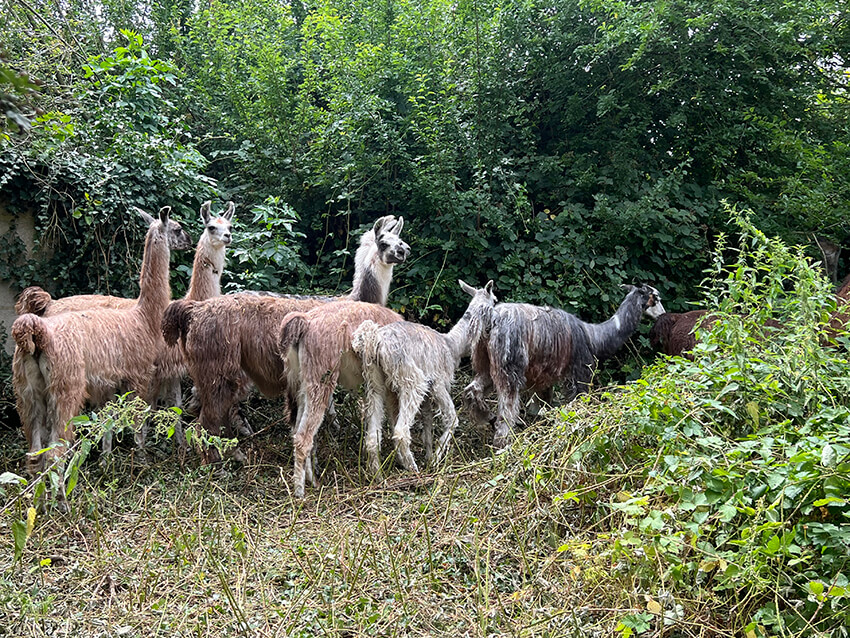lama16