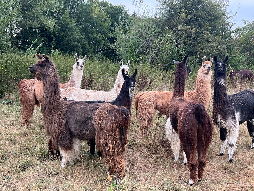 lama2