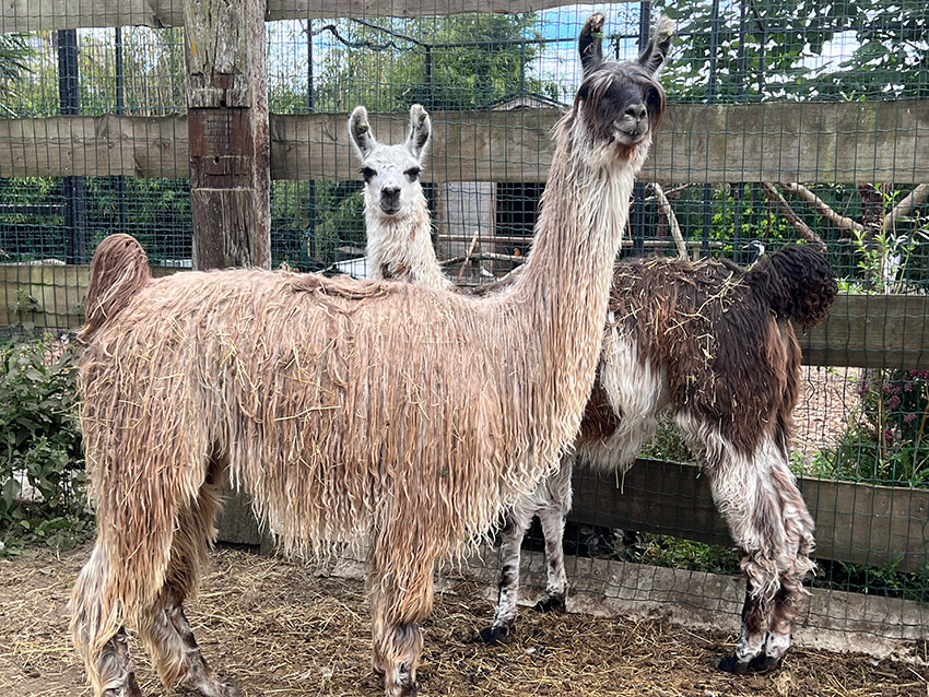 lama5