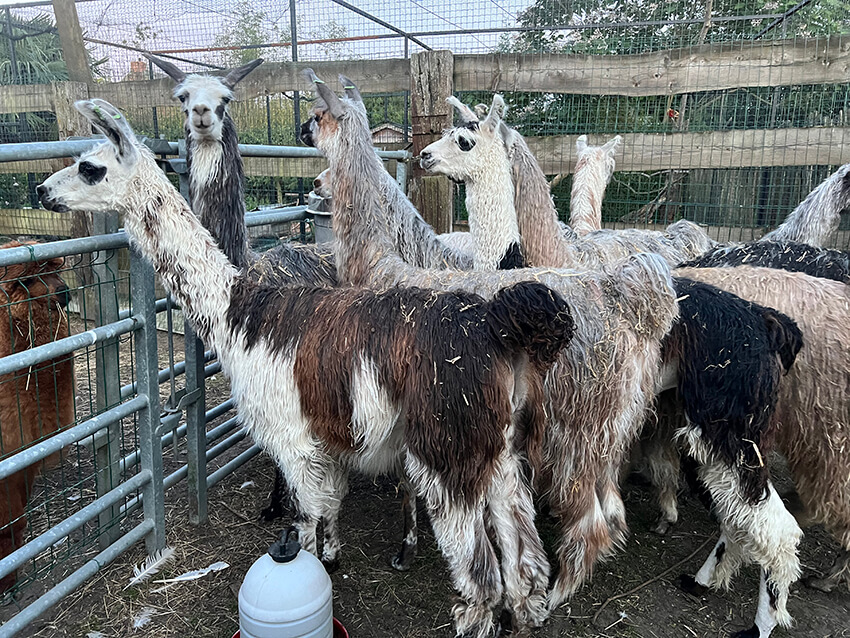 lama8