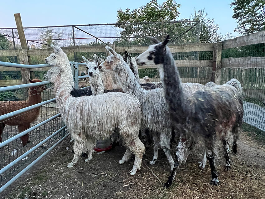 lama9
