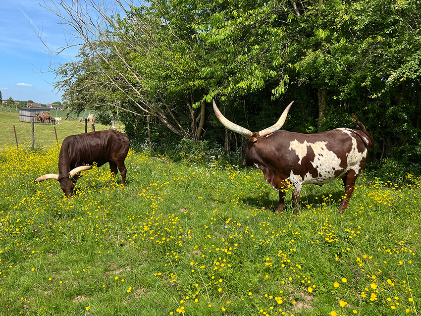 les-watusi2