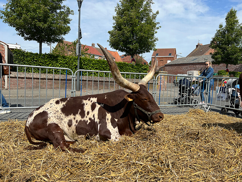 les-watusi4