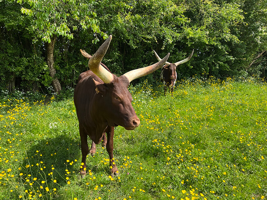 les-watusi5