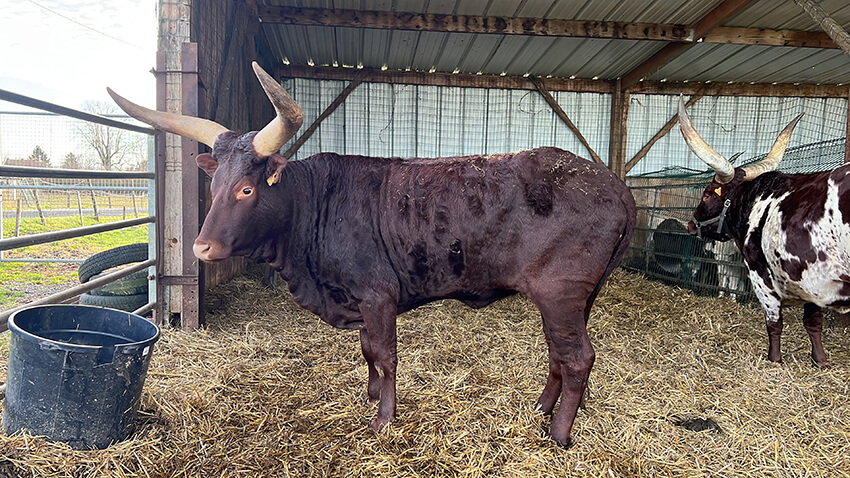 les-watusi6