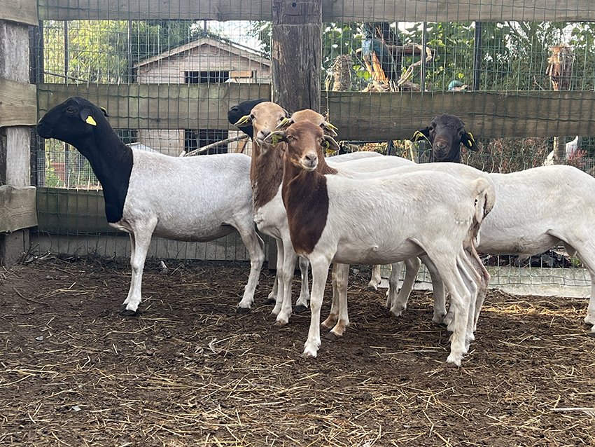 moutons-de-somalie-2