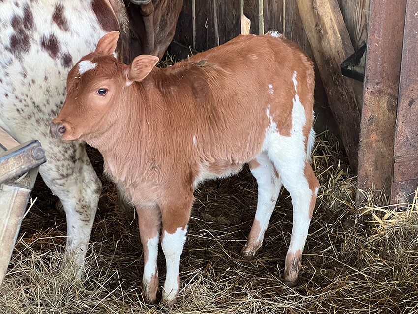 zebu-nain1