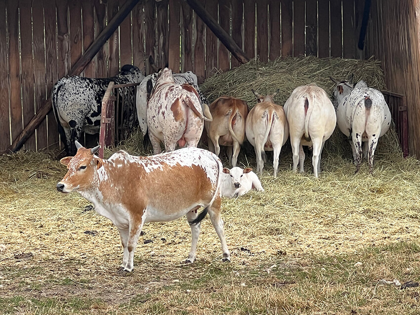 zebu-nain4