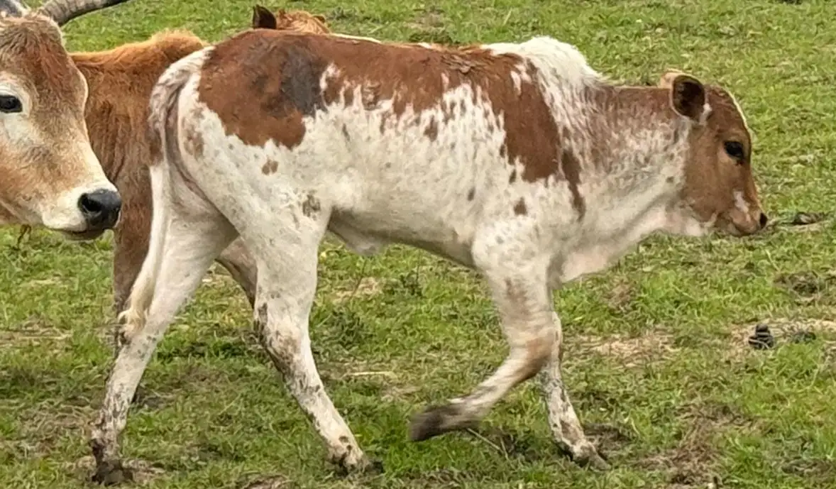 couple-zebus-nains-2