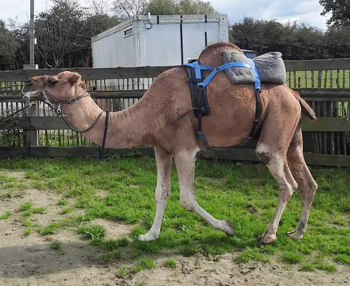 dromadaire aladin