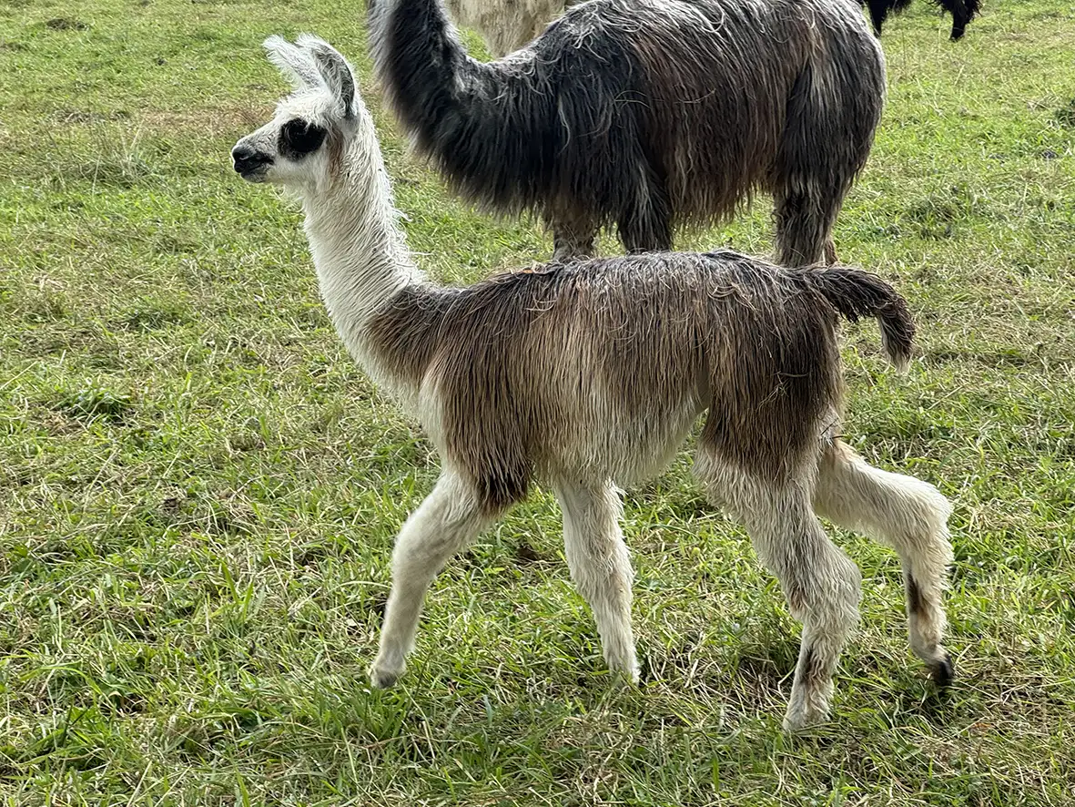 lama-a-reserver