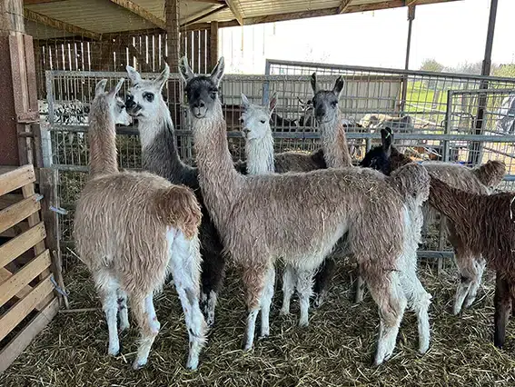 lama1