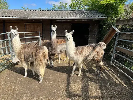 lama11