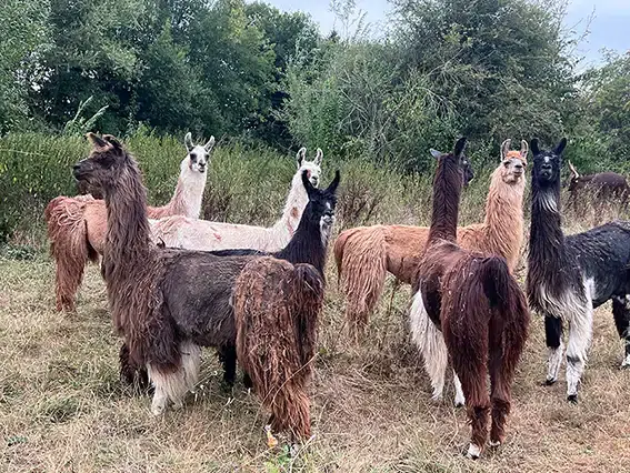 lama2