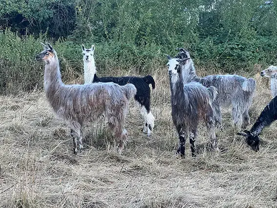 lama4