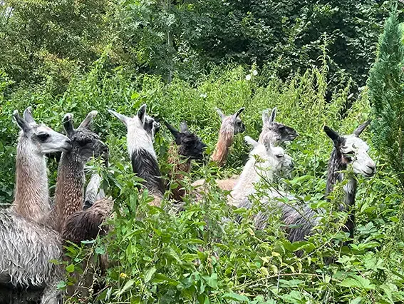 lama6