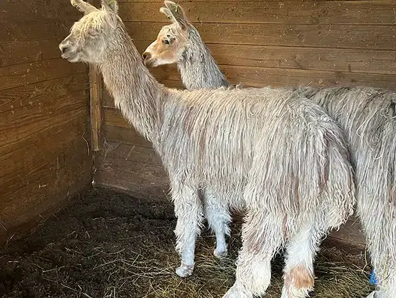 lama7