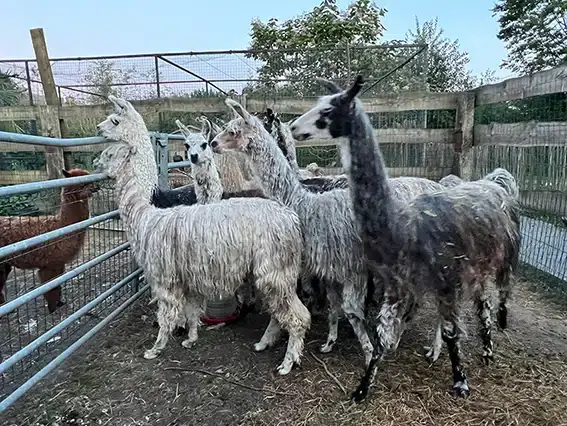 lama9
