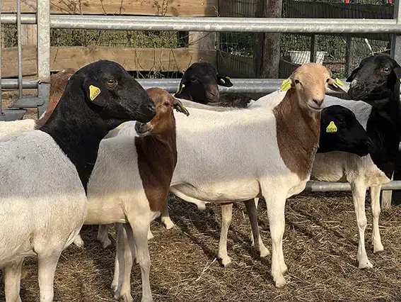 moutons-de-somalie-4