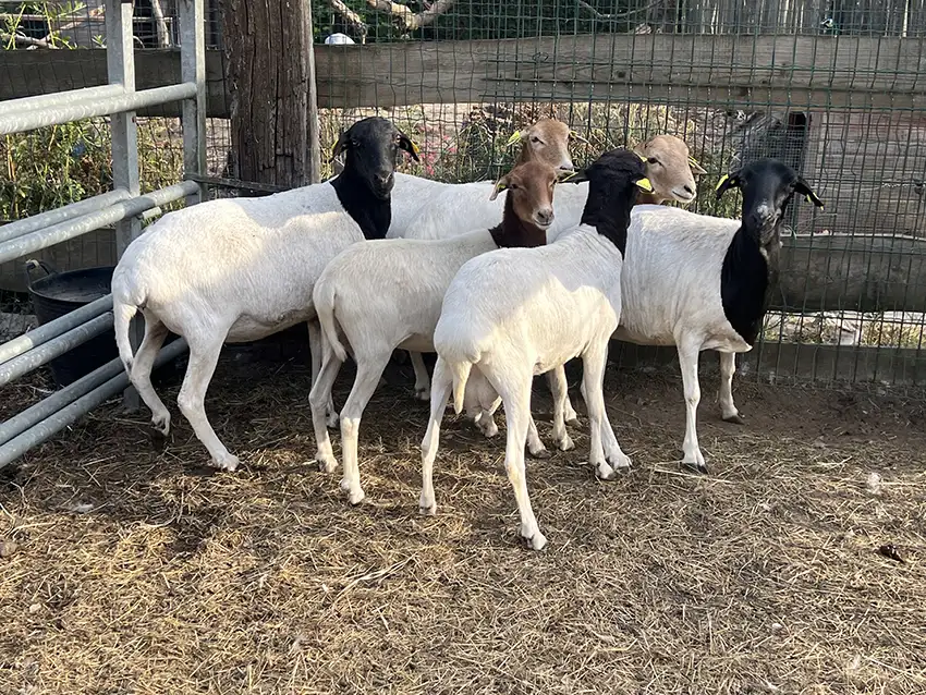 moutons-de-somalie-6