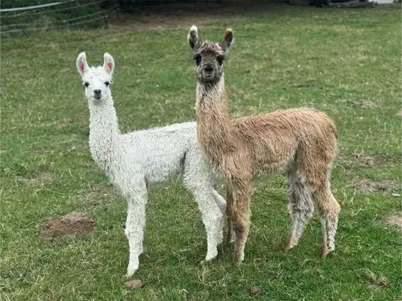 male-lama-2025-patchi