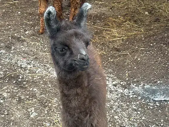 male-lama-2025-plasma