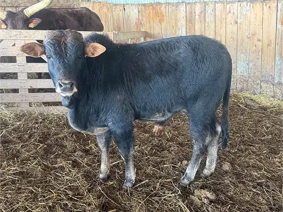 male-zebu-nain-2025-