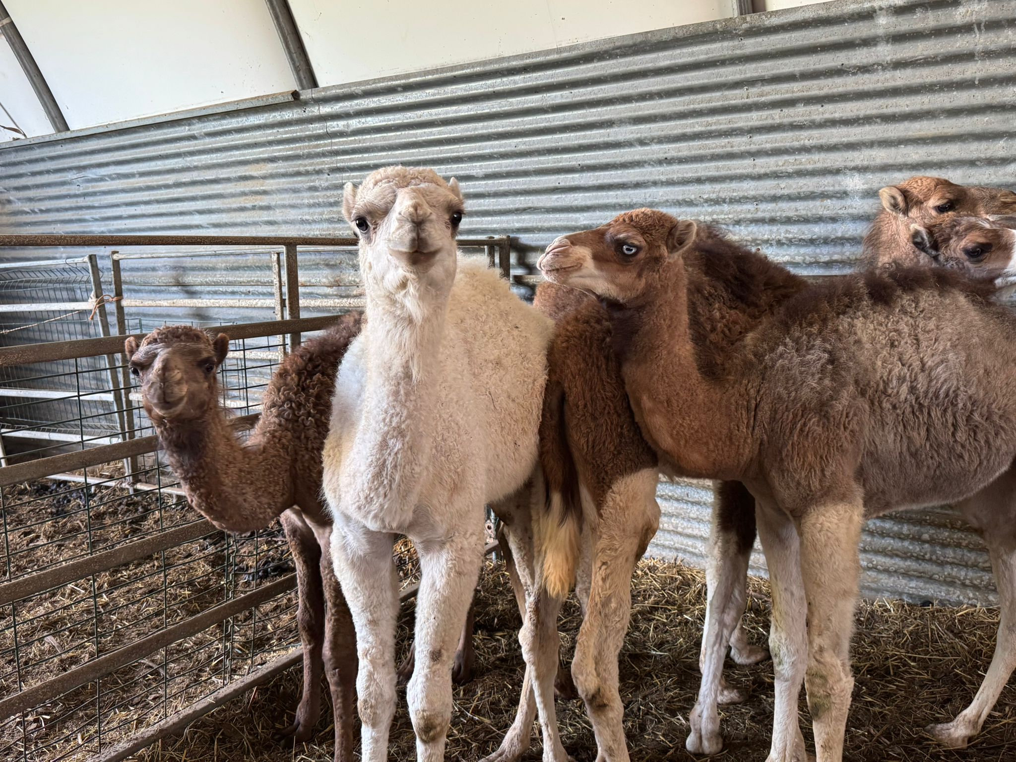 Dromadaire-male-blanc-fils-JAOUIDA-1