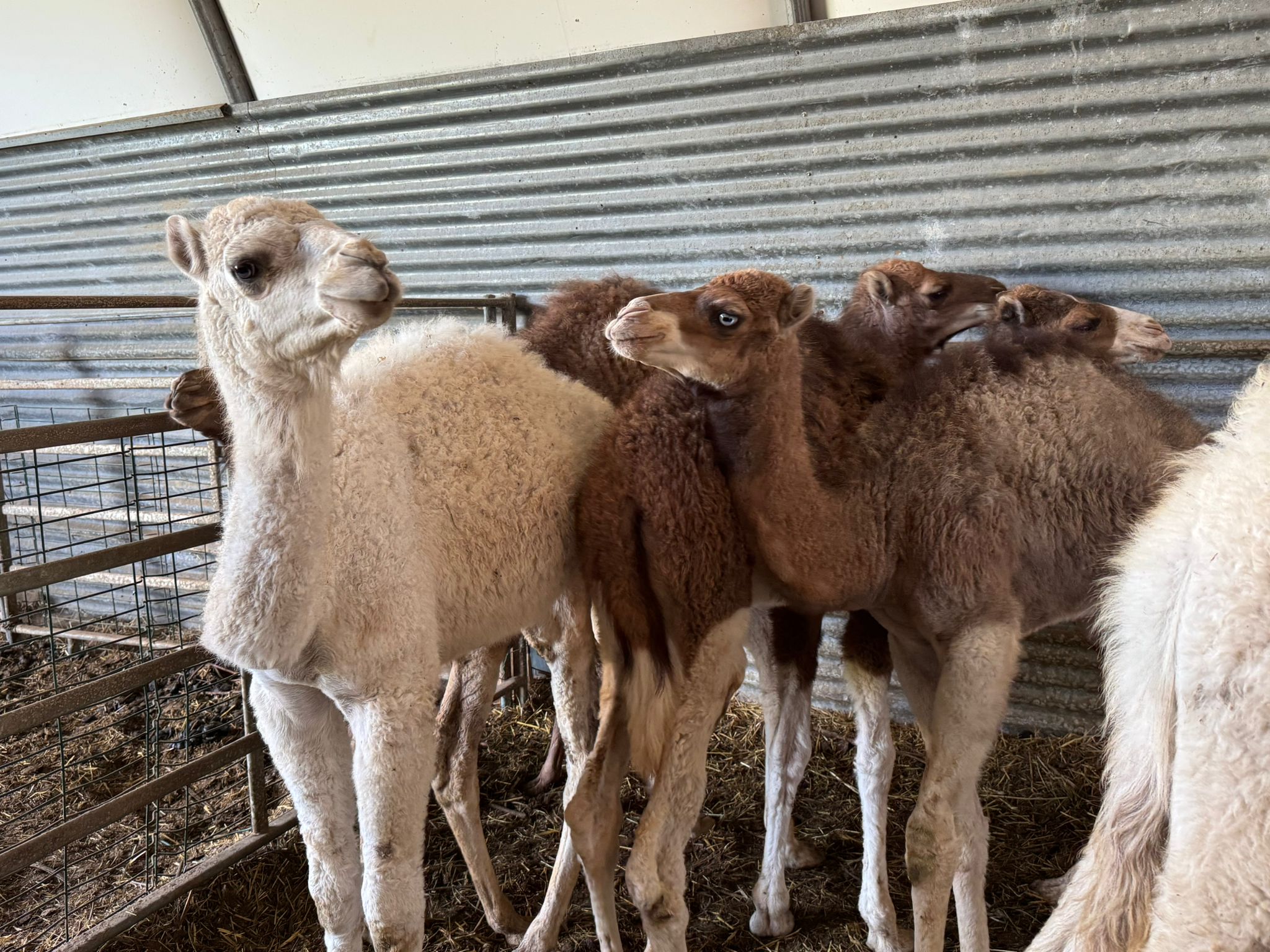 Dromadaire-male-blanc-fils-JAOUIDA-2