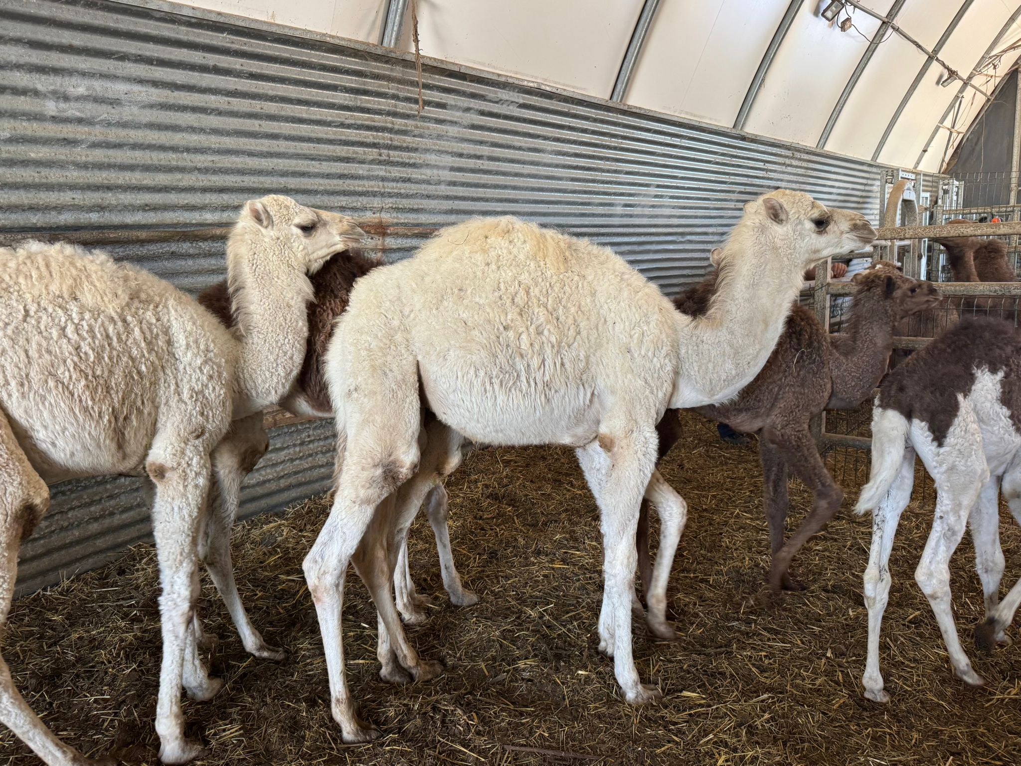 Dromadaire-male-blanc-fils-SCHAUSCHARA-1