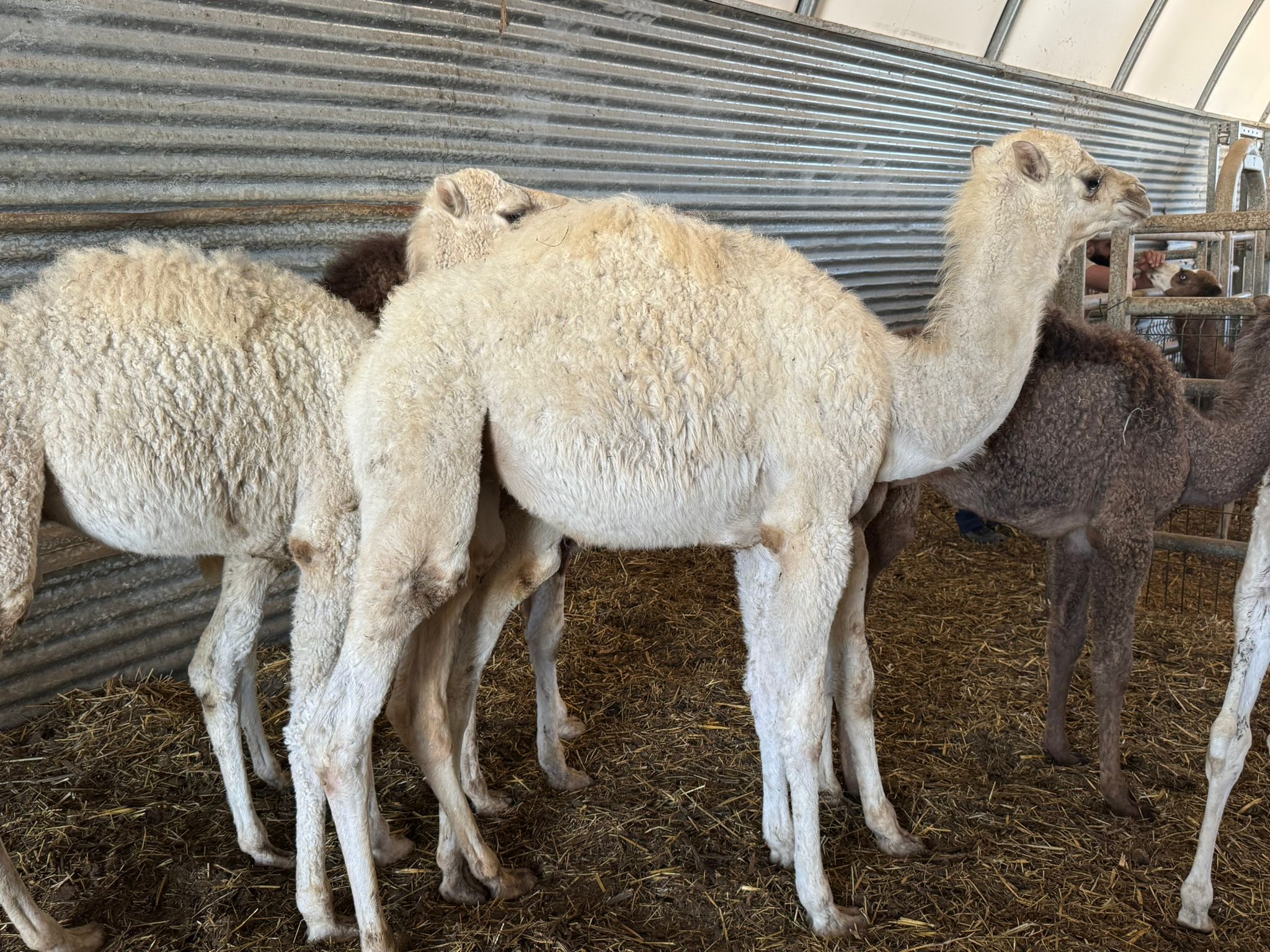 Dromadaire-male-blanc-fils-SCHAUSCHARA-2