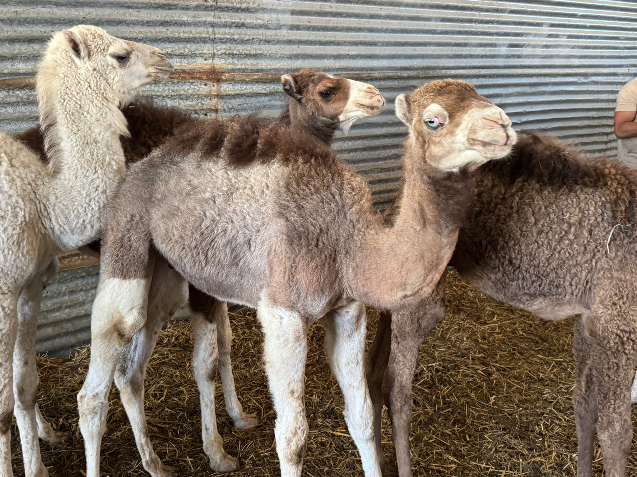Dromadaire-male-pie-fils-Kalipso-1