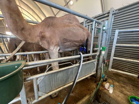 traite de chamelle a la camelerie